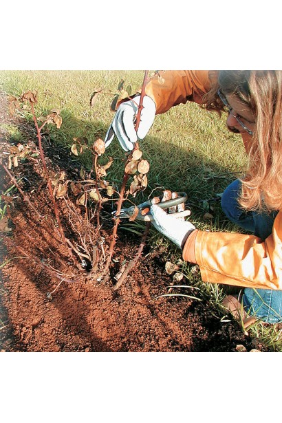 Обрізка куща троянди Жоель Маруані восени